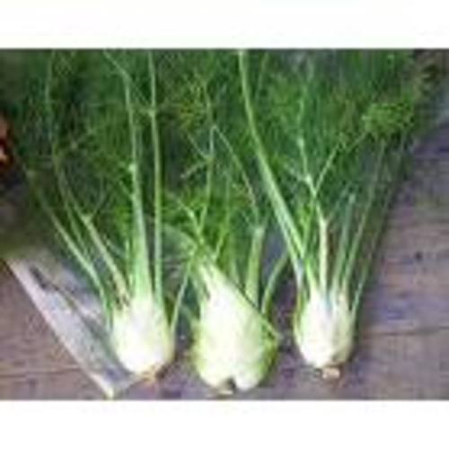 Zoom to enlarge the Produce • Fennel