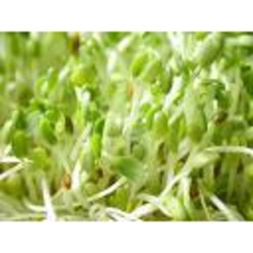 Zoom to enlarge the Produce • Alfalfa Sprouts