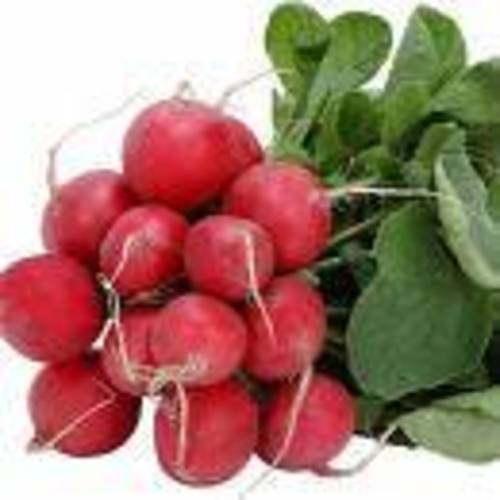 Zoom to enlarge the Produce • Radish