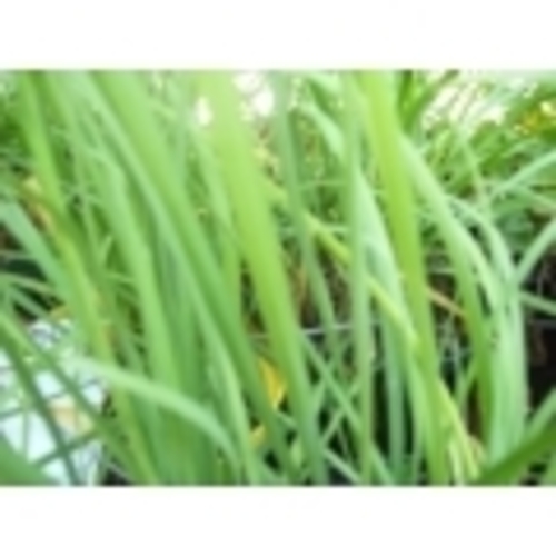 Zoom to enlarge the Produce • Herbs Chives