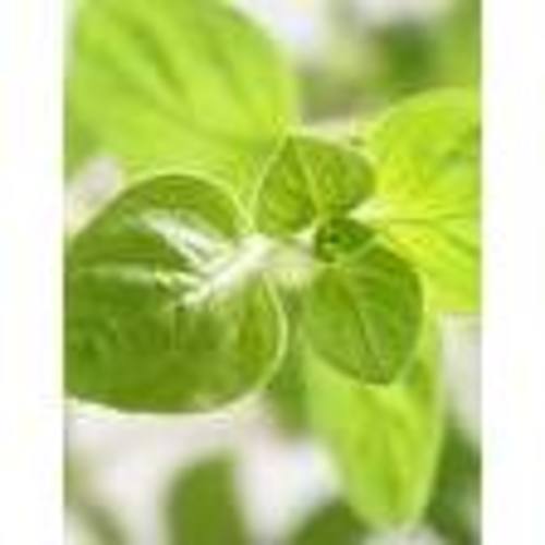 Zoom to enlarge the Produce &bull; Herbs Oregano
