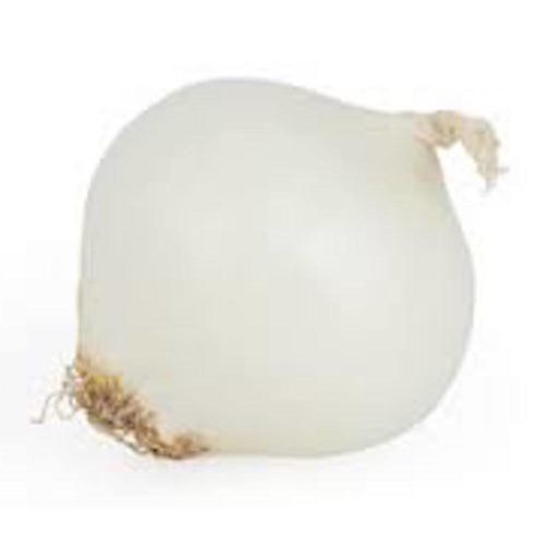 Zoom to enlarge the Produce &bull; Onion Texas “1015” White